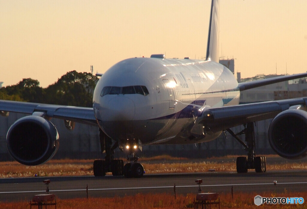 Good Morning Bird✈777