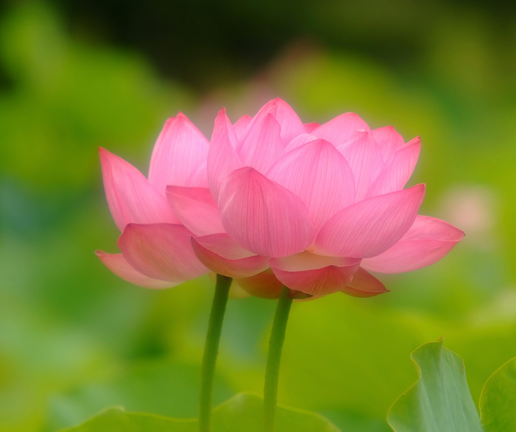 幸せの時間（Ⅲ）・蓮