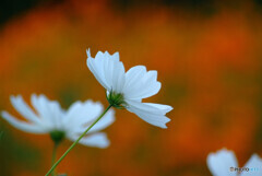 Eternal Love✿夢秋桜2023