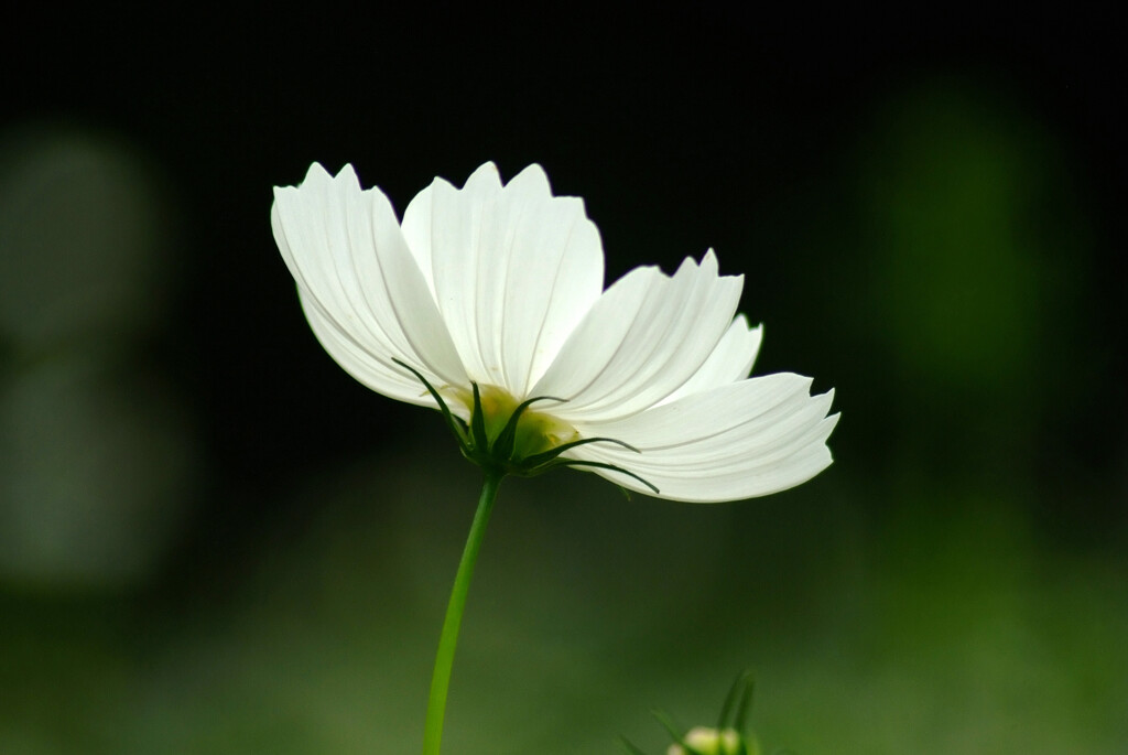華やかに美しく✿時の詩