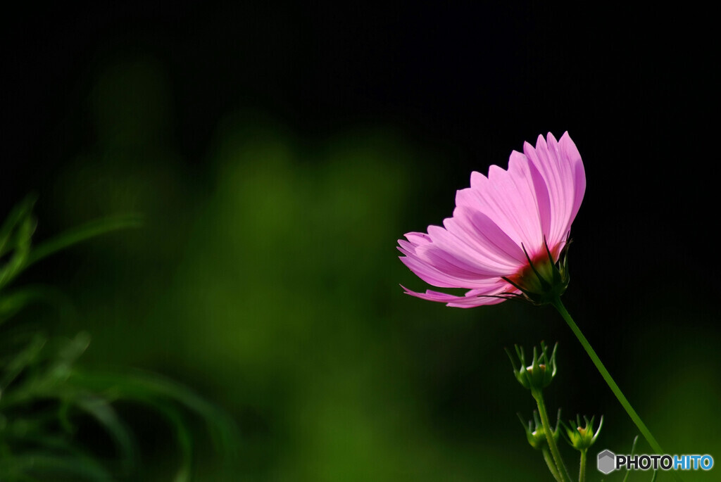 こすもすの灯り✾花の丘