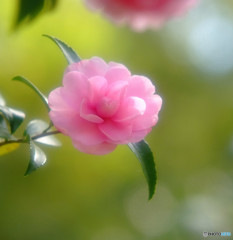 永遠の愛・花言葉