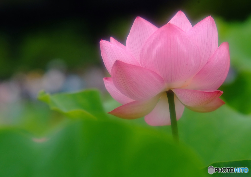 色彩々・華