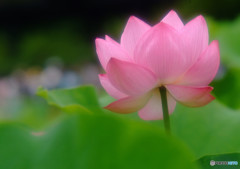 色彩々・華