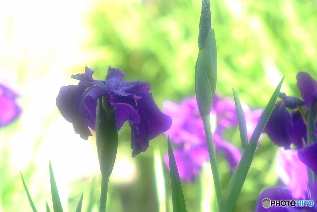 菖蒲月の時✿2022