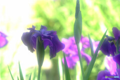 菖蒲月の時✿2022