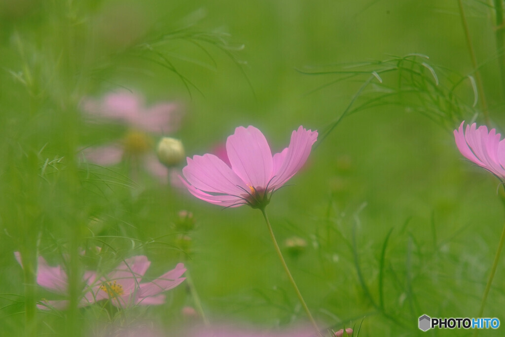 ひとり咲き✿こすもす