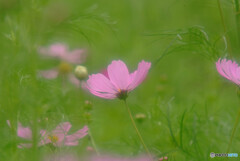 ひとり咲き✿こすもす