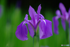 Iris laevigata✿彩