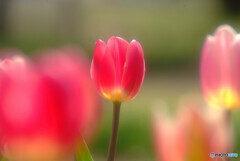 誠実な愛✿花言葉