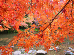 秋彩々✾紅葉の時