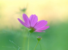 秋彩々・こすもす