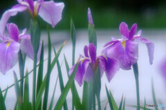 凛として・華