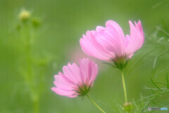 ふたりなら✿秋桜2020