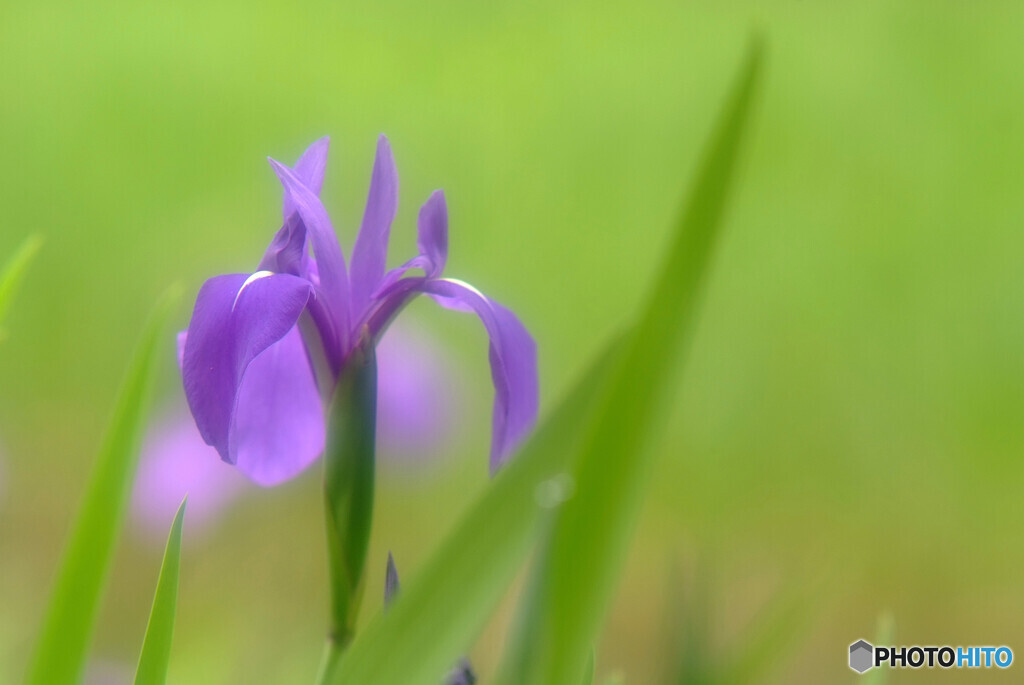 花言葉は「贈り物」
