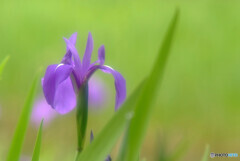 花言葉は「贈り物」