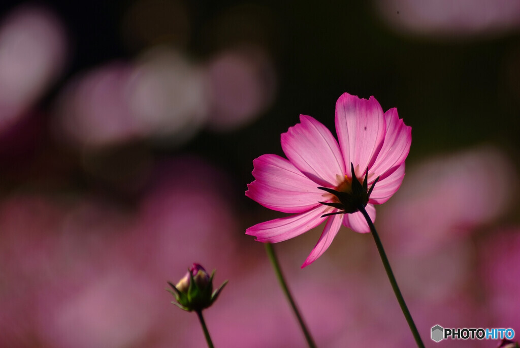 神楽月の輝き✿秋桜