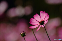 神楽月の輝き✿秋桜