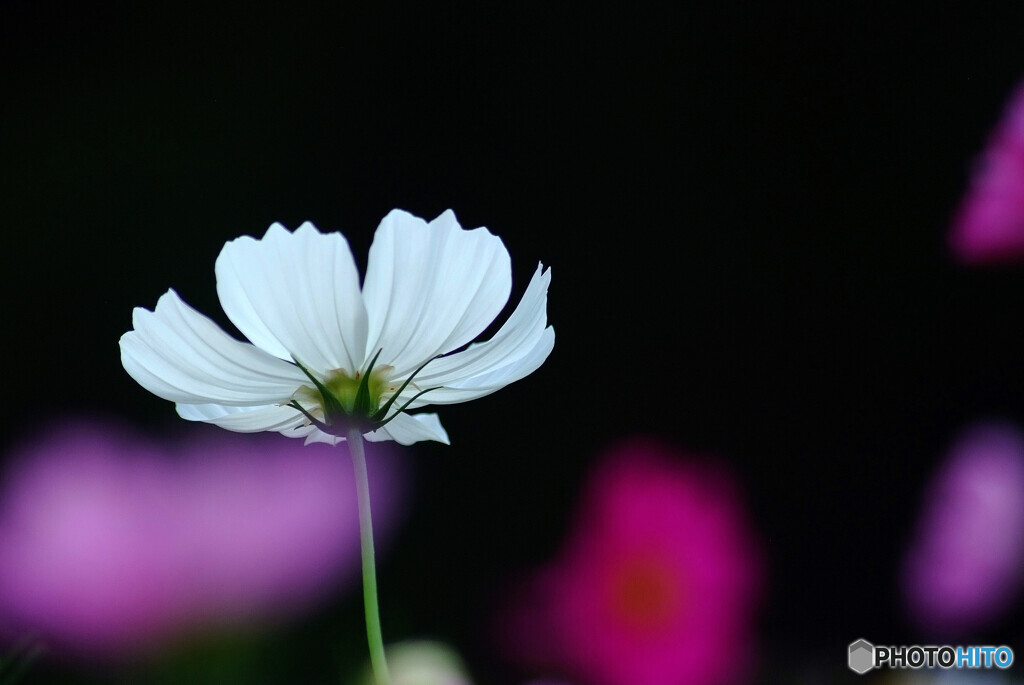 秋はお好きですか？❁こすもす