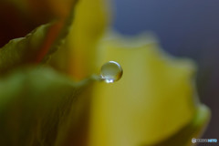 癒しの時間・雫