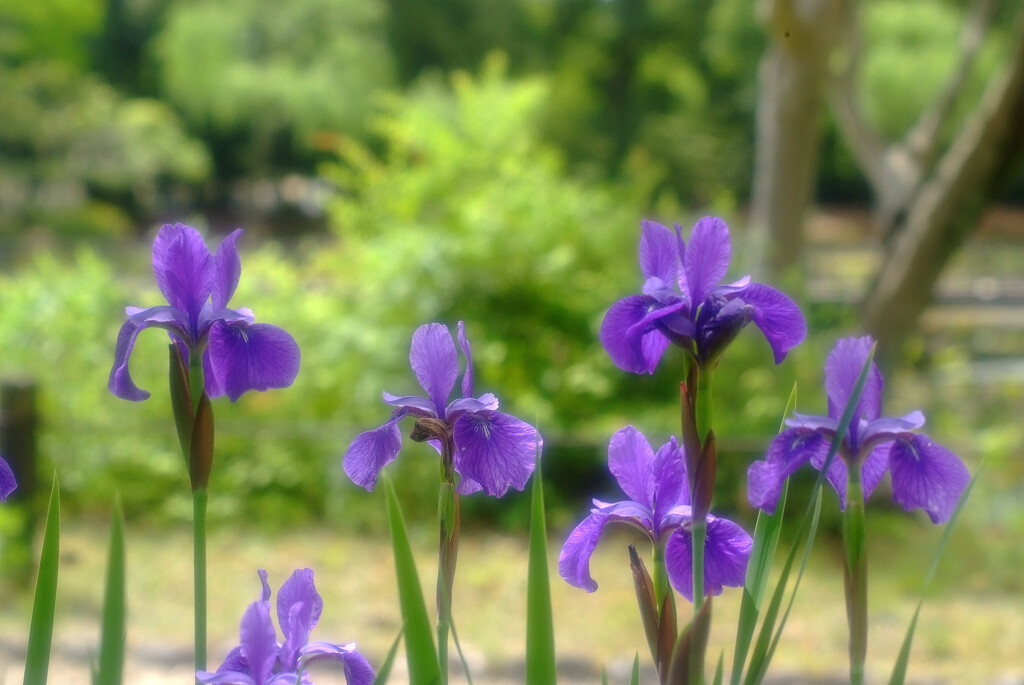 菖蒲月の朝✿華