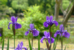 菖蒲月の朝✿華