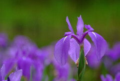 夢のつづき✿Iris laevigata