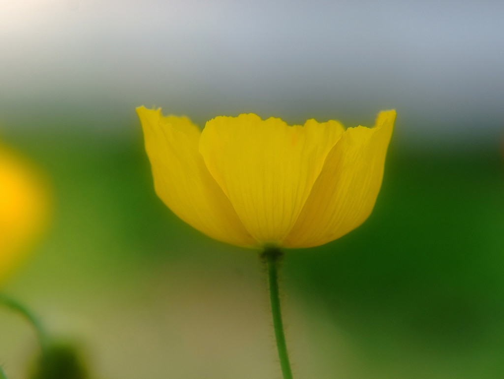 ポピーに乾杯！
