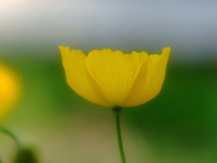 ポピーに乾杯！