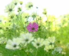 秘密の花園・こすもす（３）