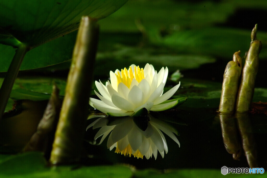 睡蓮咲きました✿皐月の午後