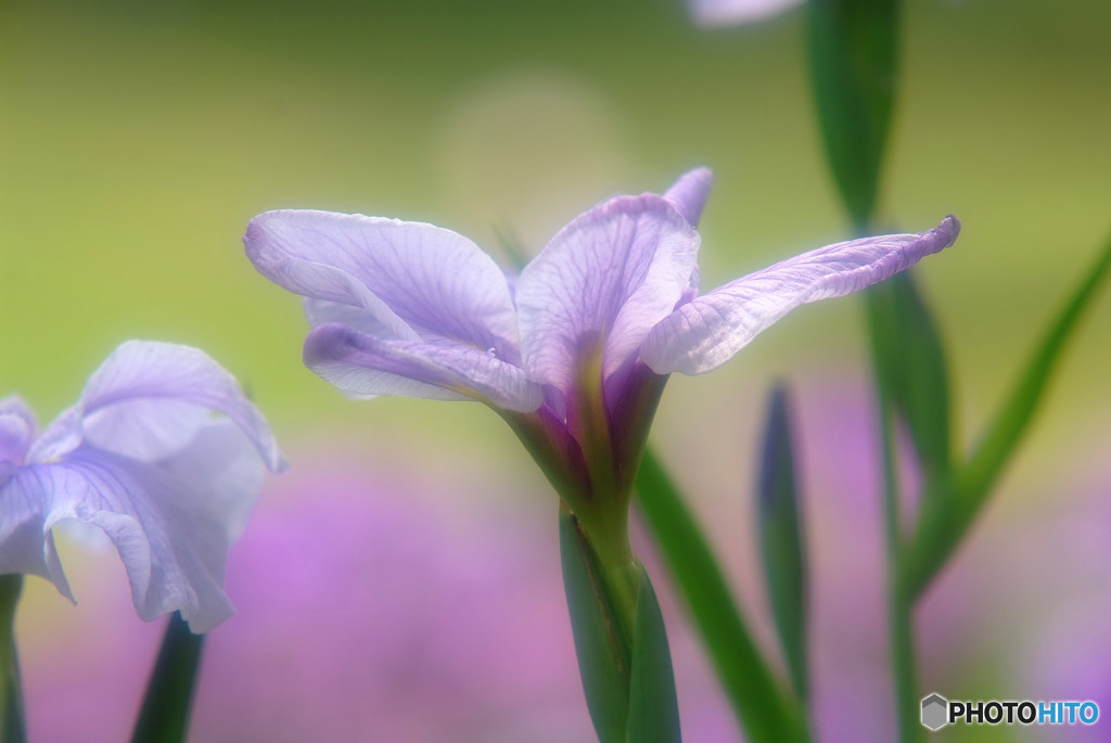 涼暮月・夢日記・Ⅲ
