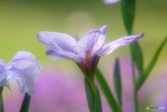 涼暮月・夢日記・Ⅲ