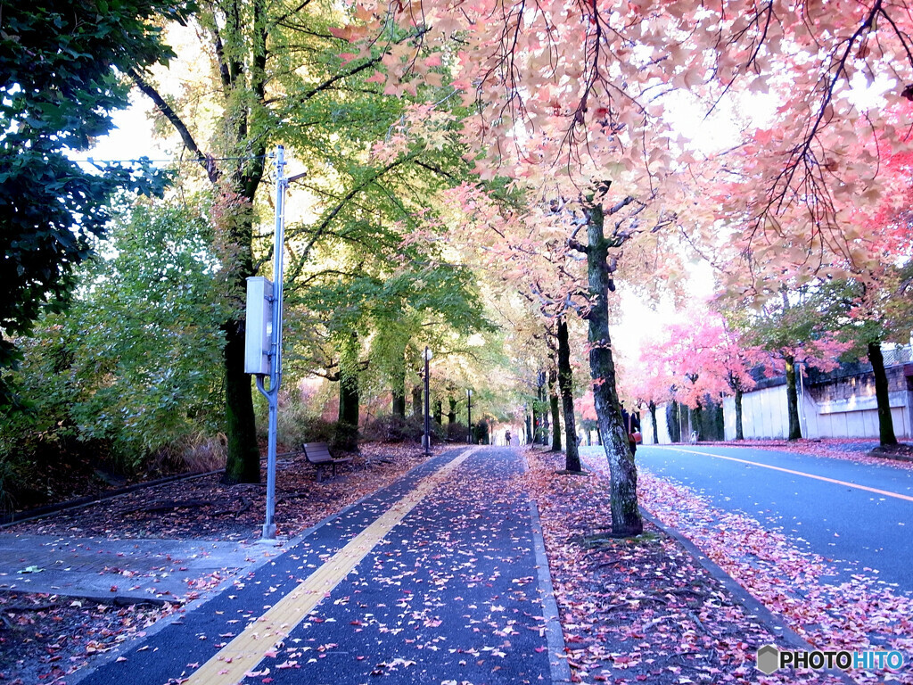 紅葉散歩❁三色彩道