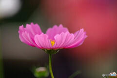 Passion❁想いの華