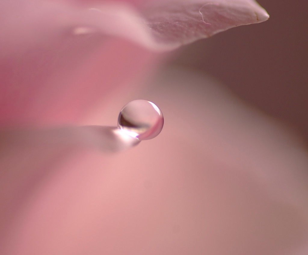 桜色の世界（Ⅲ）