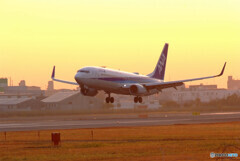 朝焼けに舞う✈Boeing738