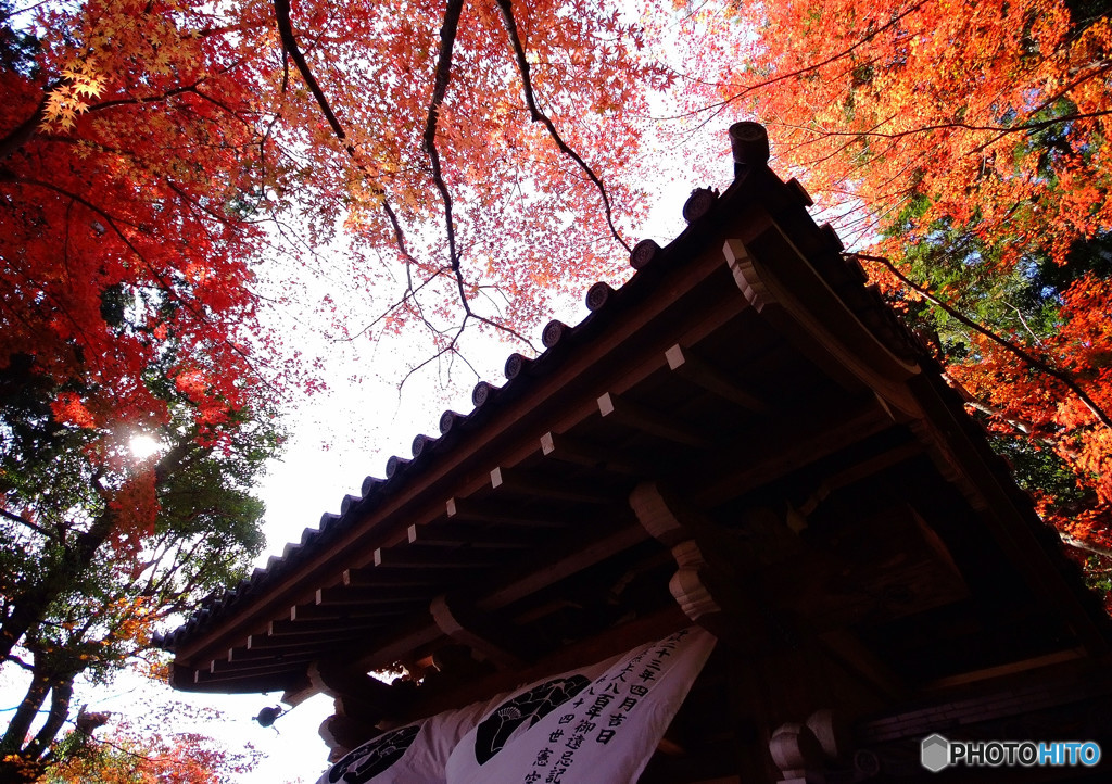 紅葉の下で・光明寺