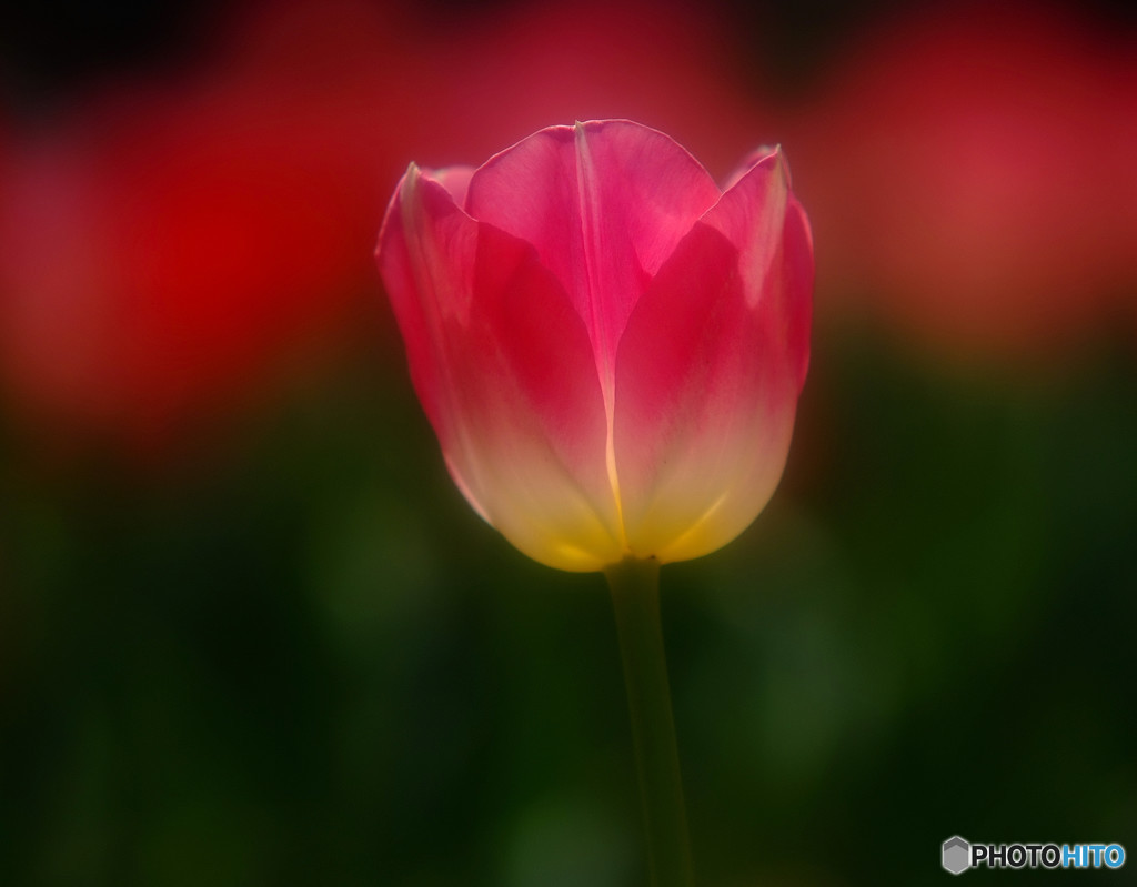 愛の芽生え