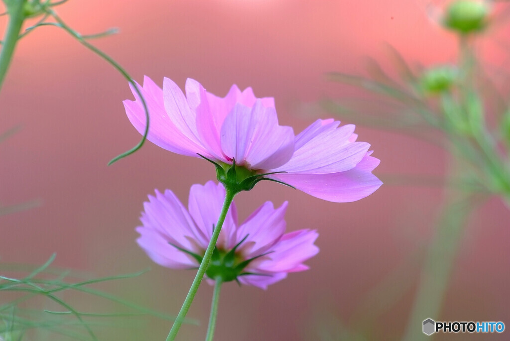 秘密の花園✿秋桜