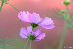 秘密の花園✿秋桜