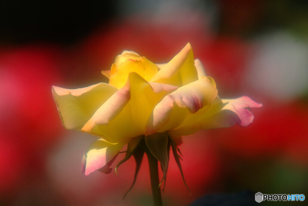 未来への灯り・想