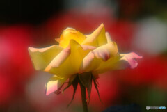 未来への灯り・想