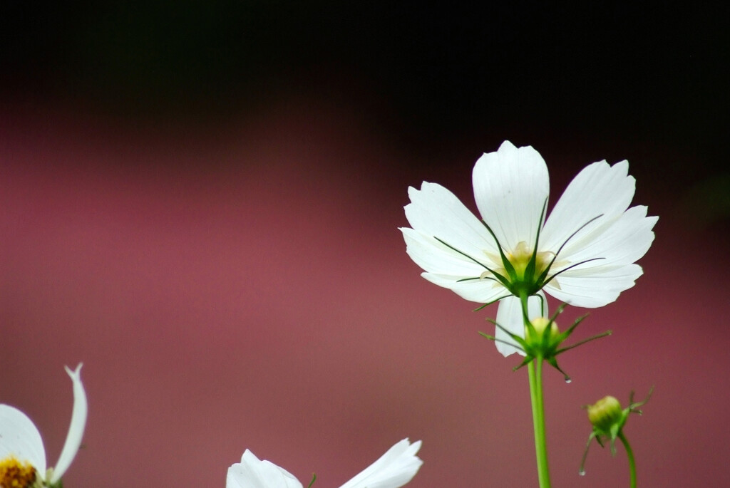 October Morning✿凜として
