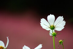 October Morning✿凜として