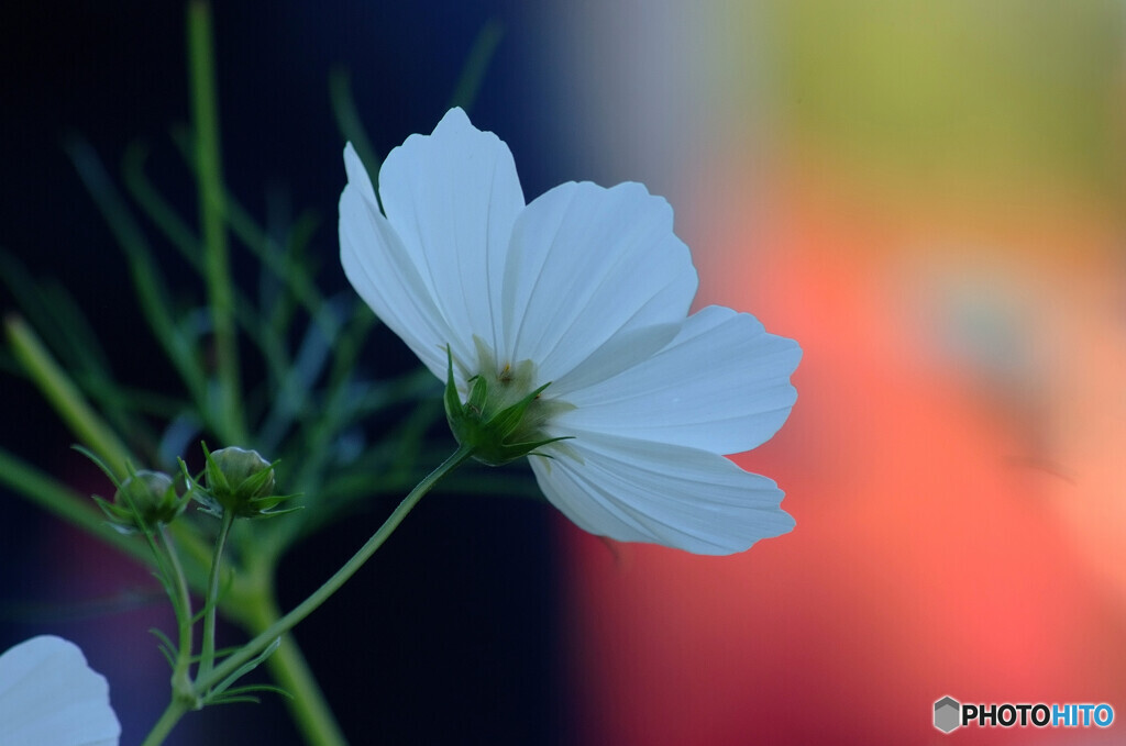 僕が好きな場所で✿Cosmos