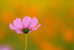 秋桜日和❁神無月の朝