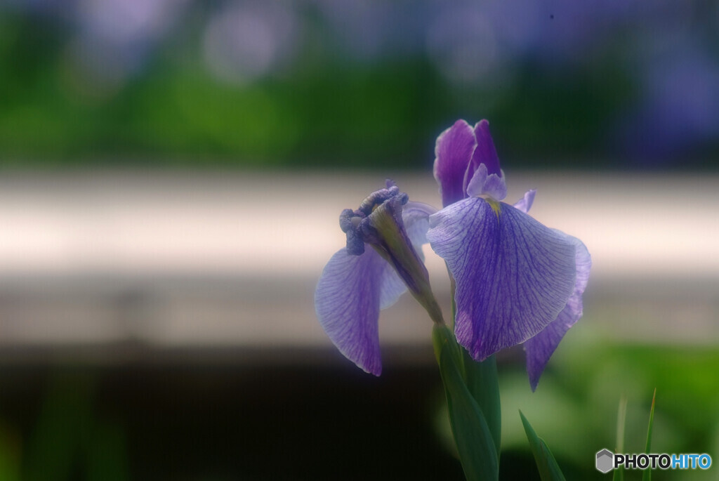静寂の時✿水無月2022