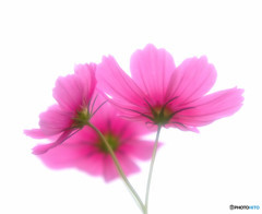 あなたに花束を・・