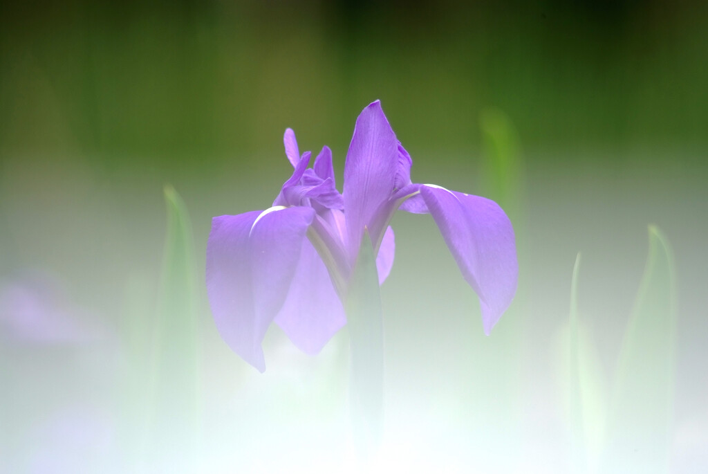 美人薄命❁恋心